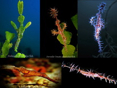 Scuba Dive in Anilao - Underwater Macro Photography, Anilao Muck dive